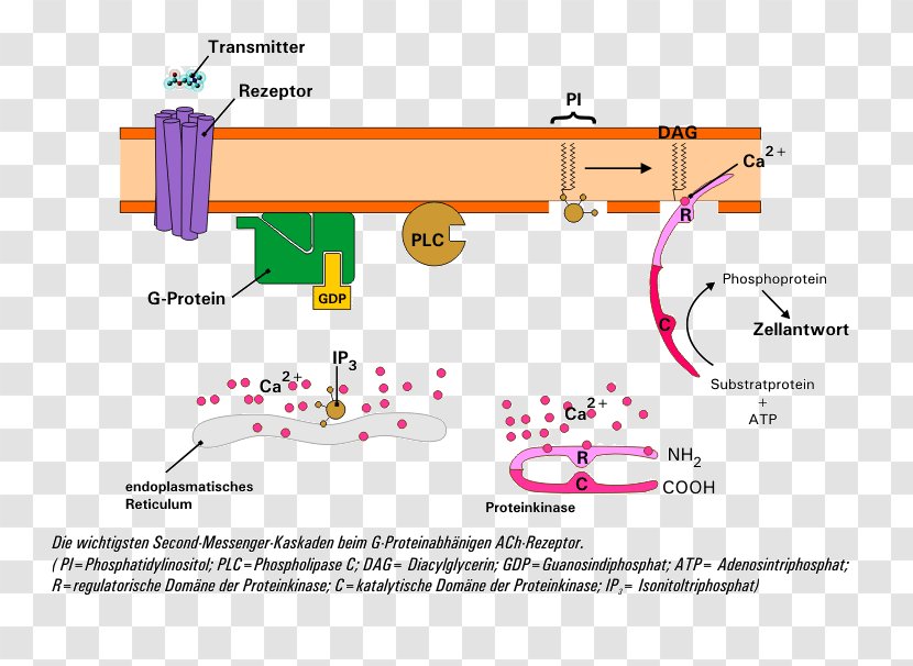 Nicotinic Acetylcholine Receptor Second Messenger System - Pharmacology - Mechanism Transparent PNG