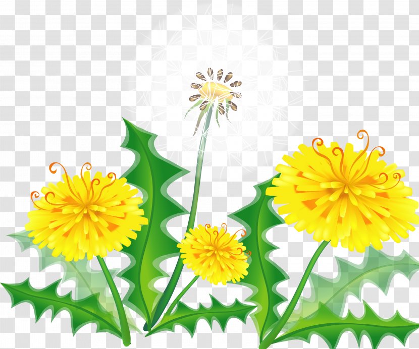 Vector Graphics Clip Art Illustration Drawing - Yellow - Golden Samphire Dandelion Transparent PNG