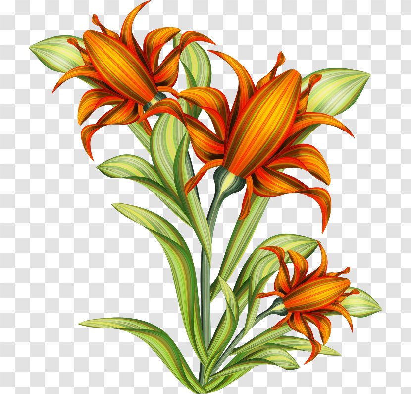 Drawing Line Art Painting Clip - Floral Design - Plant Flowers Transparent PNG