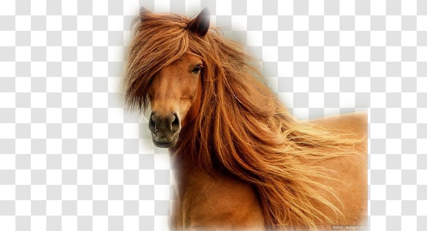 Finnish Horse Arabian Mane Mare Pony - Head Transparent PNG