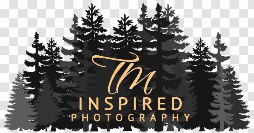 Wedding Photography Christmas Tree Photographer - Winter Transparent PNG