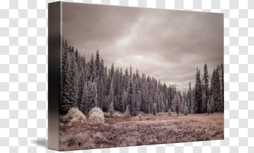 /m/083vt Forest Winter Wood Stock Photography Transparent PNG