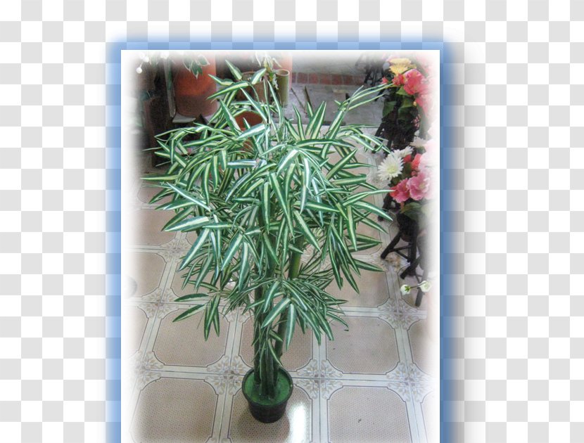 Lucky Bamboo Flowerpot Artificial Flower Tropical Woody Bamboos Houseplant - Herb - Tree Transparent PNG