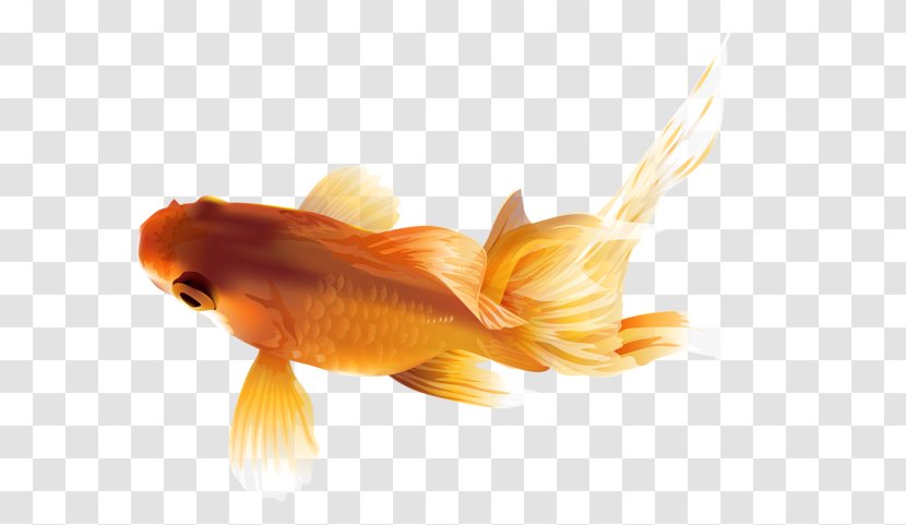 Black Telescope Common Goldfish Shukin Carp - Fish - Undewater Transparent PNG