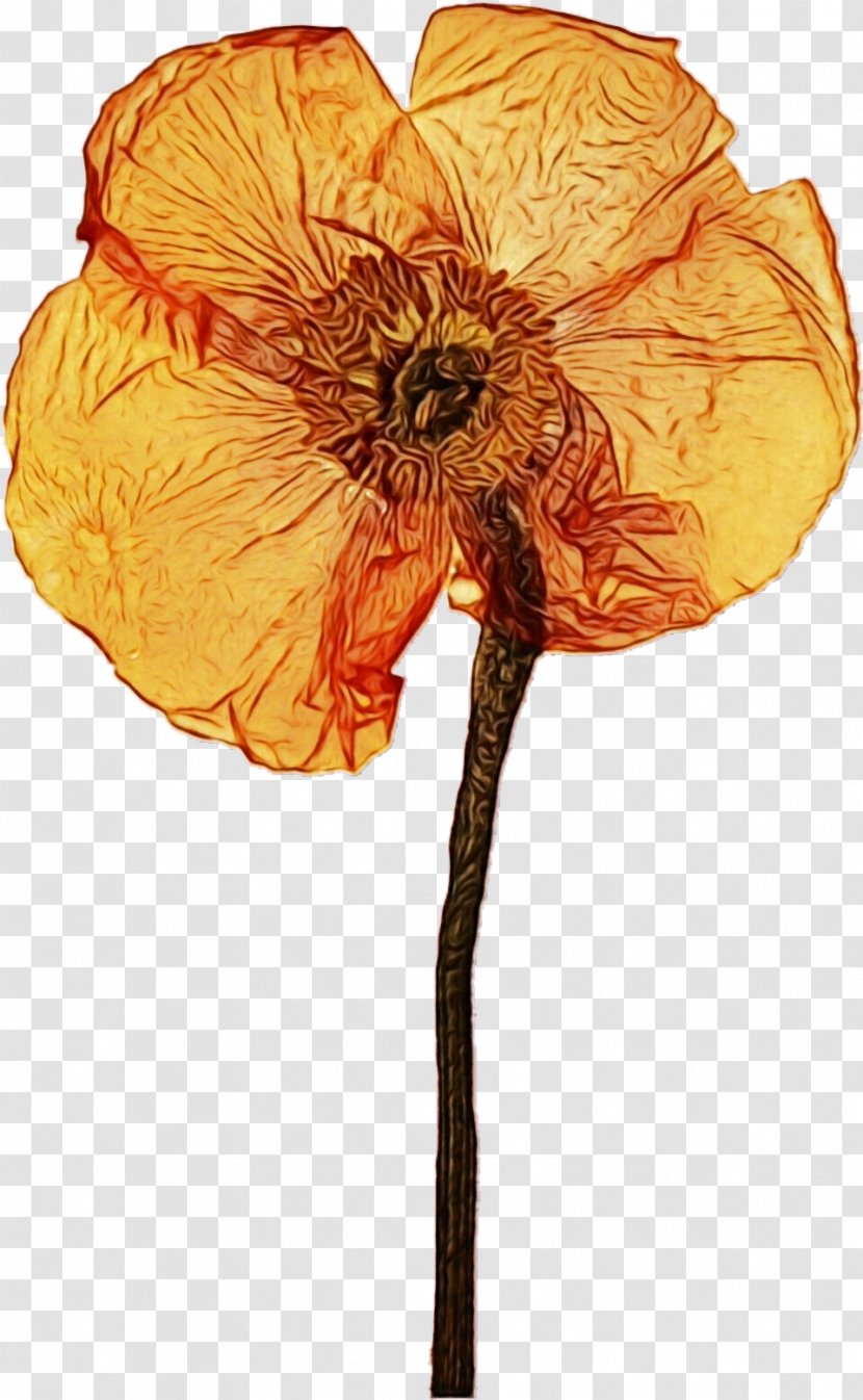 Drawing Of Family - Plant - Oriental Poppy Wildflower Transparent PNG