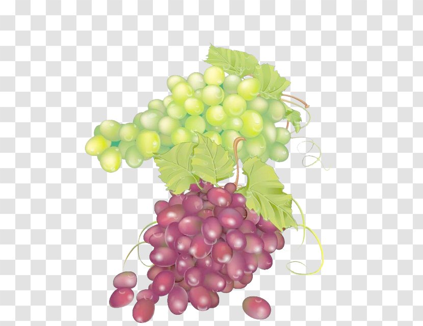 Grape Juice Seedless Fruit - Superfood - Red Grapes Green Transparent PNG