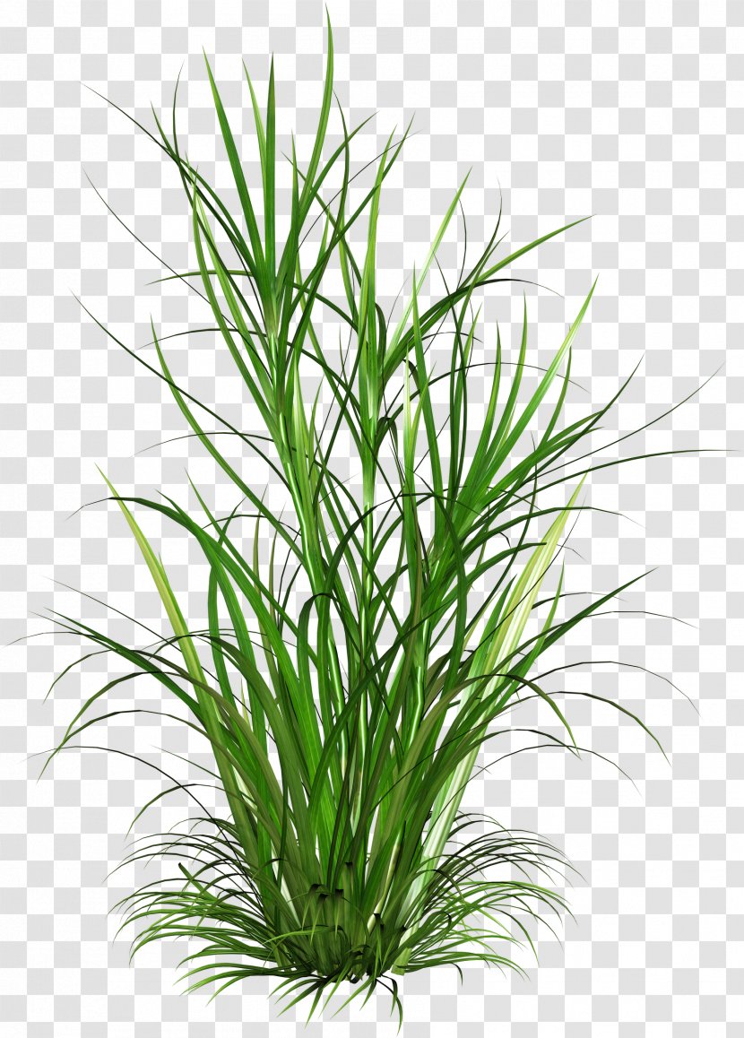 Born From Weeds And Rats Scutch Grass Download - Plant Transparent PNG