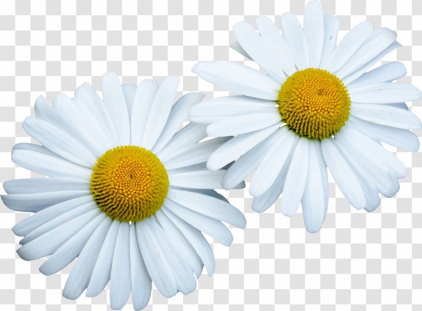 Flower Common Daisy Clip Art - Family Transparent PNG