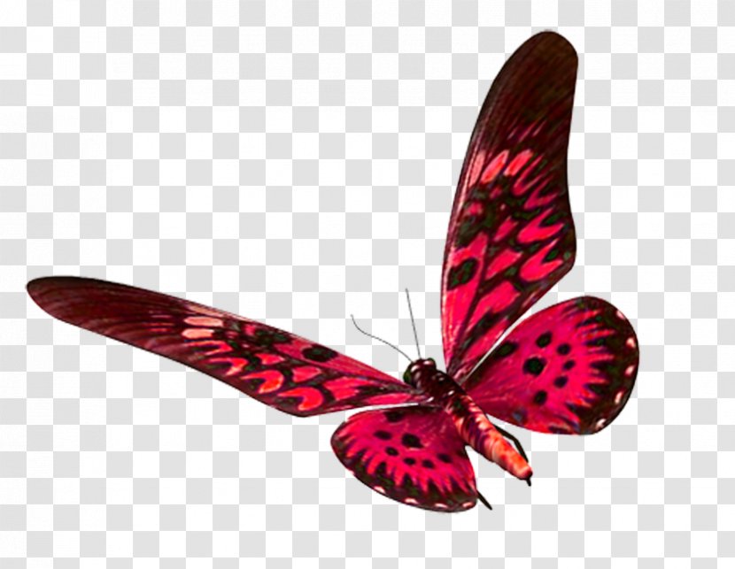 Butterfly Moth Clip Art - Invertebrate - Colorful Transparent PNG