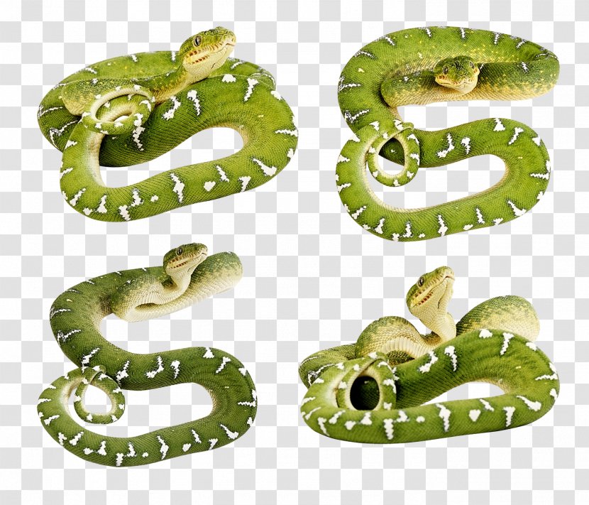 Smooth Green Snake Clip Art - Cobra - Snakes Image Transparent PNG