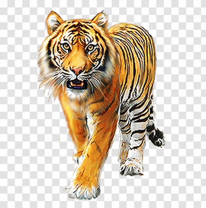Tiger Image Lion Psd - Snout Transparent PNG