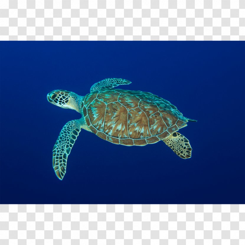 Loggerhead Sea Turtle Leatherback Marine Biology Reptile - Olive Ridley Transparent PNG