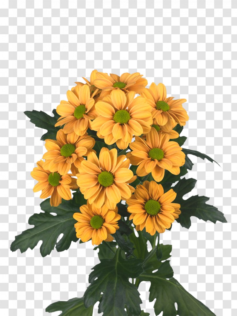 Chrysanthemum Floral Design Cut Flowers Argyranthemum Frutescens Transvaal Daisy - Flower Arranging Transparent PNG