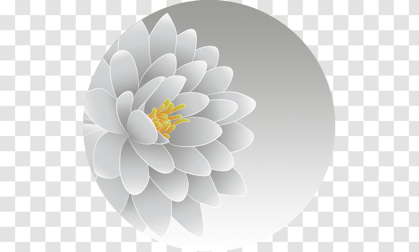 Flowering Plant Computer Desktop Wallpaper - Flower Transparent PNG