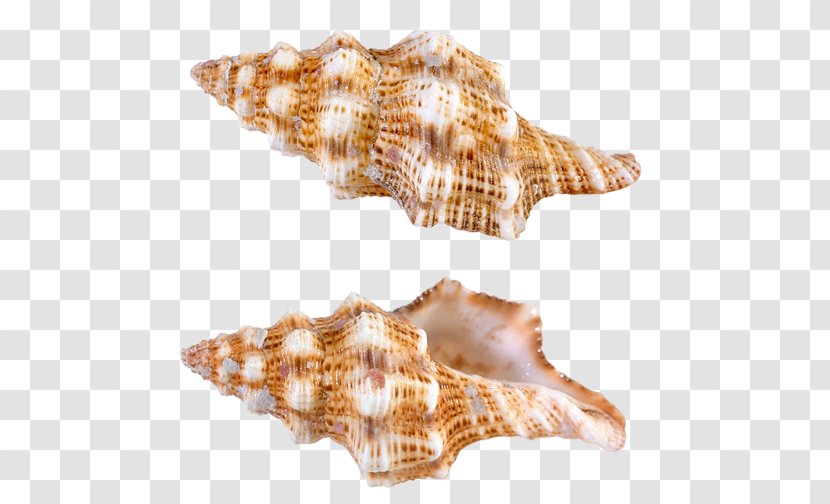 Seashell Conchology - Ocean Transparent PNG
