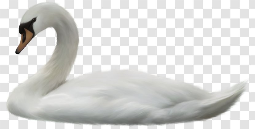 Cygnini Duck Beak Feather - Bird - Swan Transparent PNG
