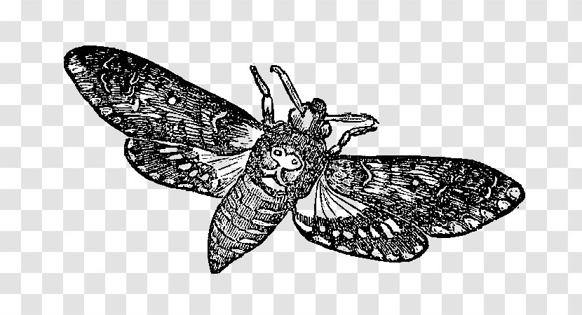 Butterfly African Death's Head Hawkmoth Insect Clip Art - Drawing Transparent PNG