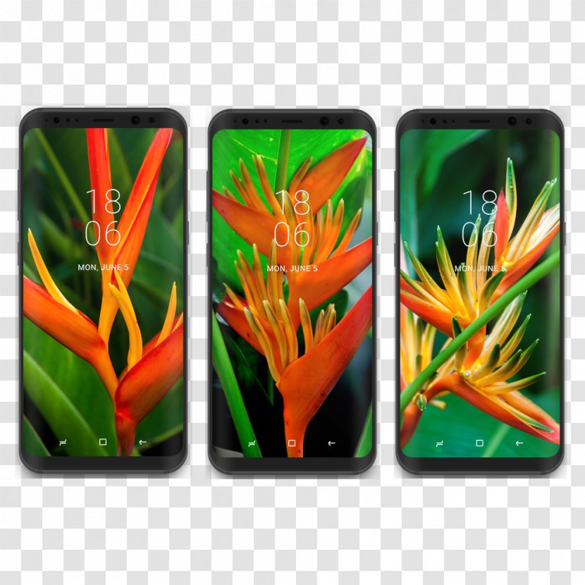Samsung Galaxy S8+ Desktop Wallpaper Display Resolution - Flower Transparent PNG