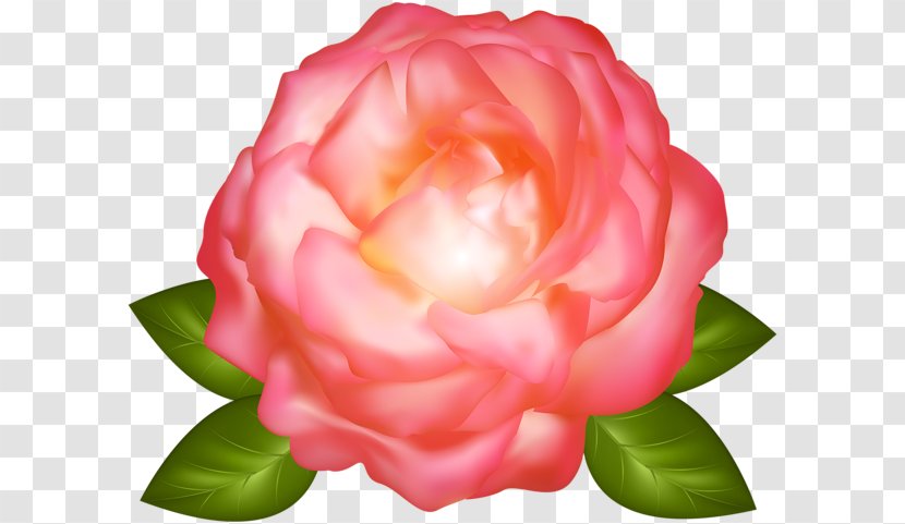 Garden Roses Cabbage Rose China Clip Art - Pink Transparent PNG