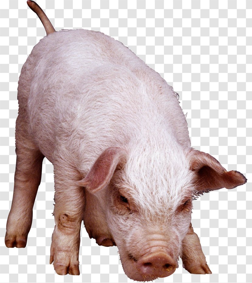Domestic Pig Fodder Clip Art - Wild Boar - Livestock Transparent PNG
