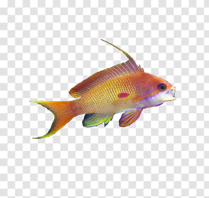 Goldfish Bird Blue-green Chromis Aquariums - Tail Transparent PNG