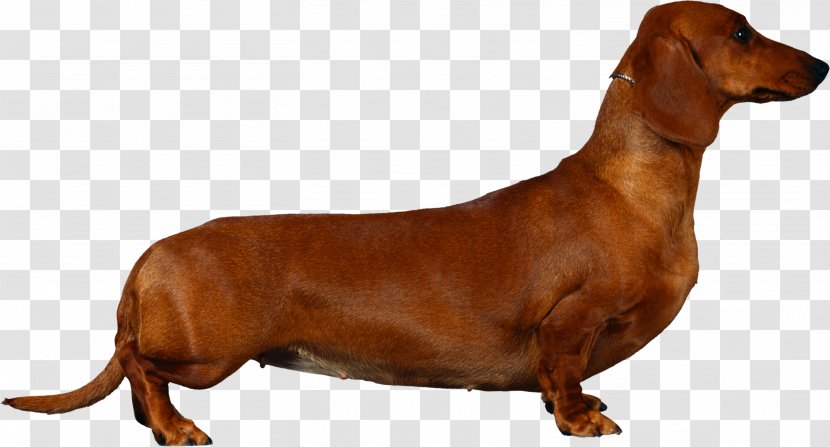Dachshund English Cocker Spaniel Puppy Breed - 3d Dog Transparent PNG