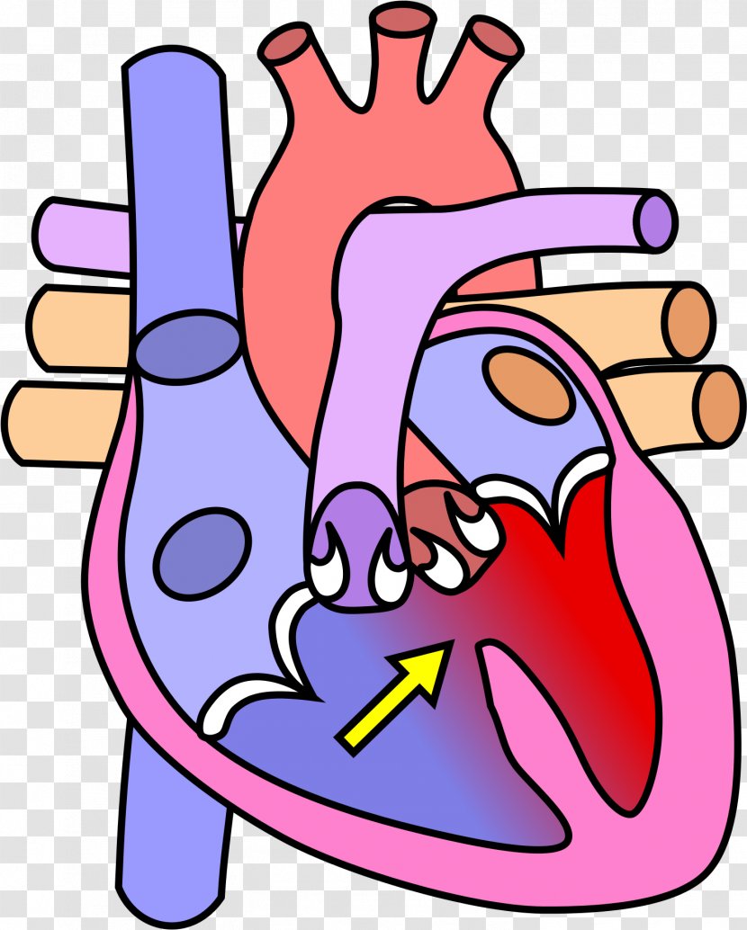 Human Heart Background - Circulatory System - Line Art Gesture Transparent PNG