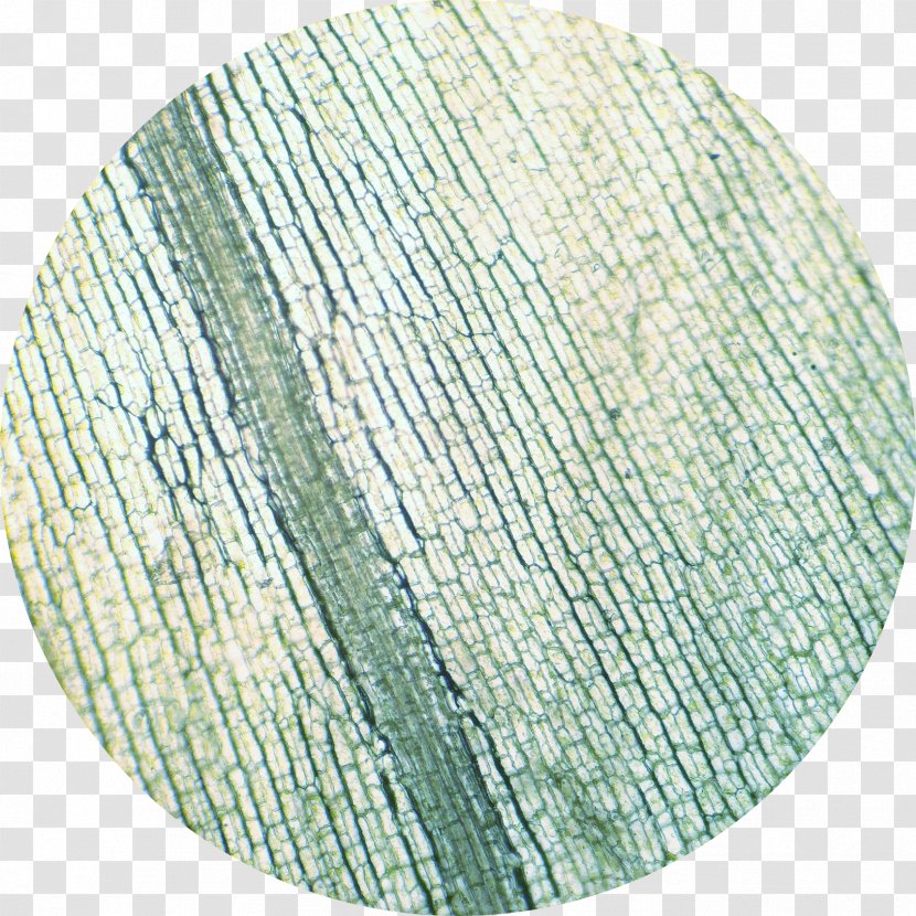 Elodea Canadensis Microscope Cell Chloroplast Xylem - Electron Transparent PNG
