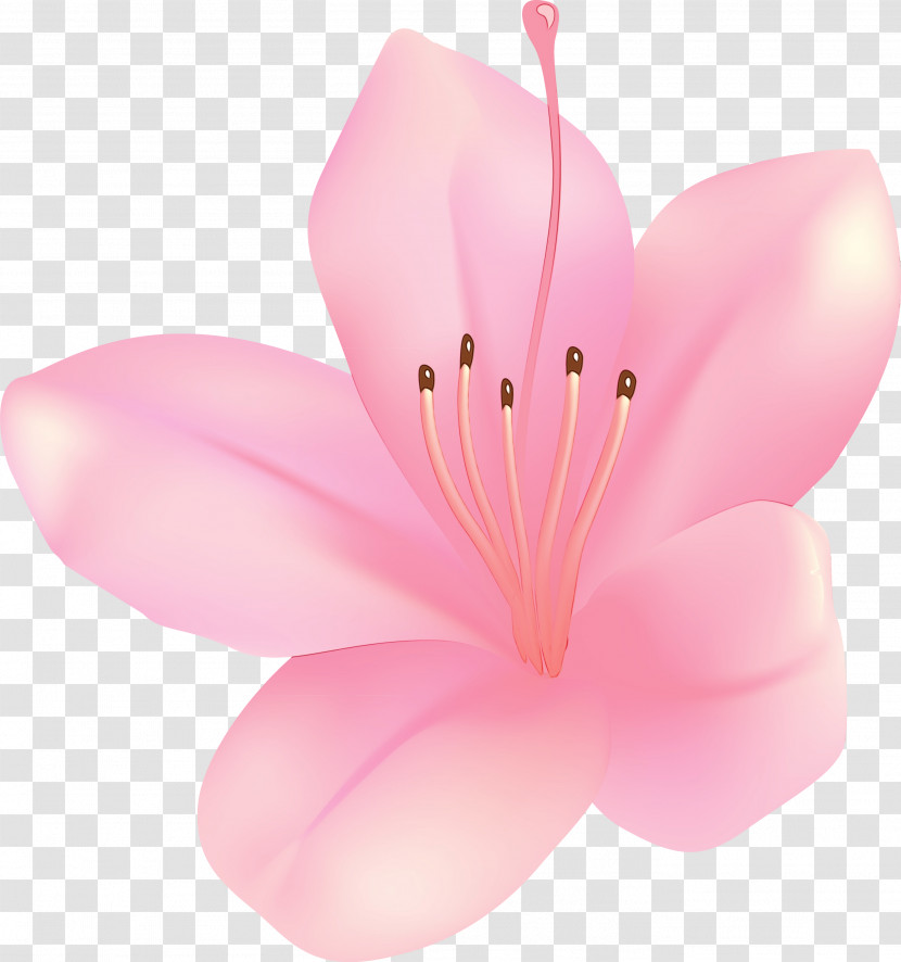 Cherry Blossom Transparent PNG