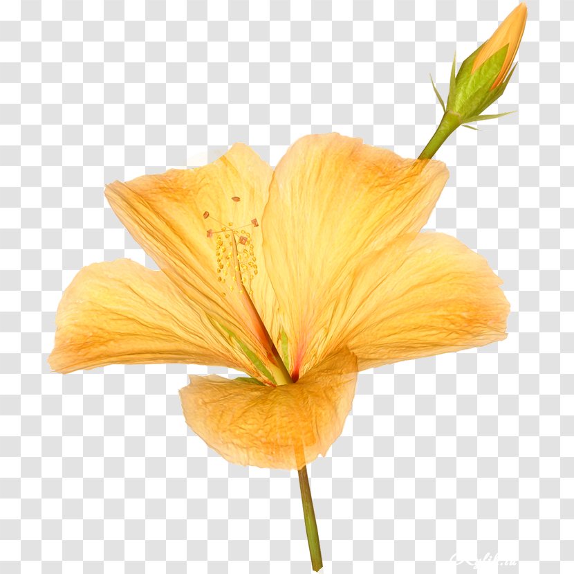 Image Resolution Clip Art - Blog - Flower Yellow Transparent PNG