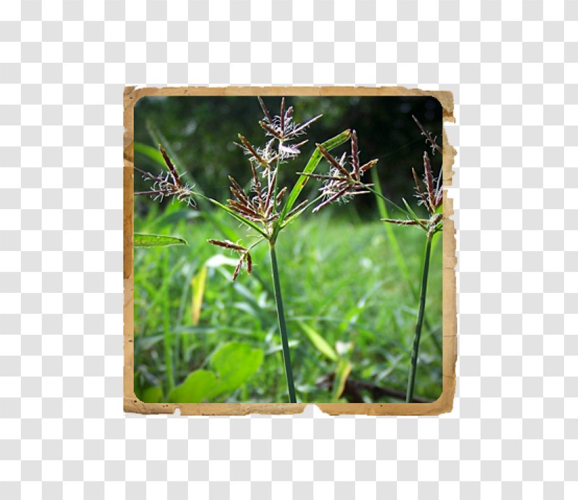 Henna Dyeing Herb Plant Le Erbe Di Janas Srl - Grass Transparent PNG