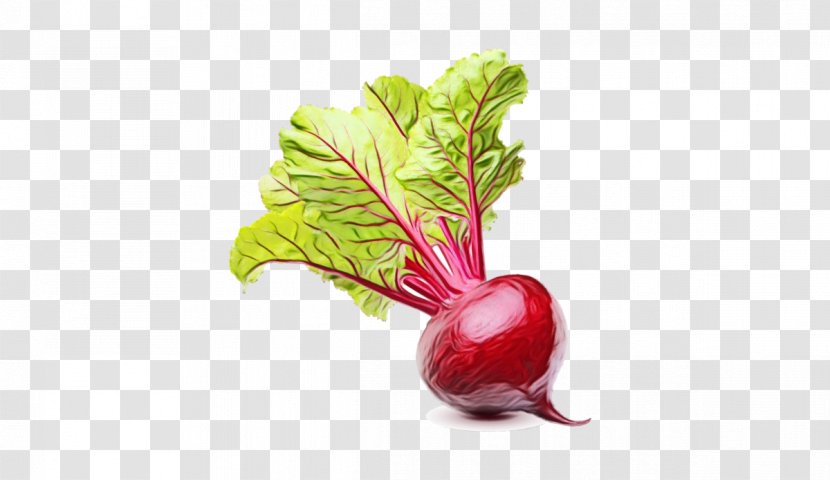 Leaf Cartoon - Plant - Flower Root Vegetable Transparent PNG