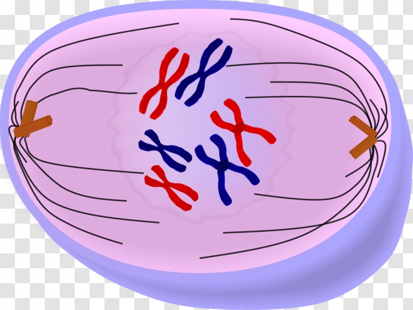 Prometaphase Anaphase Telophase Mitosis Cell Division - Smile Transparent PNG