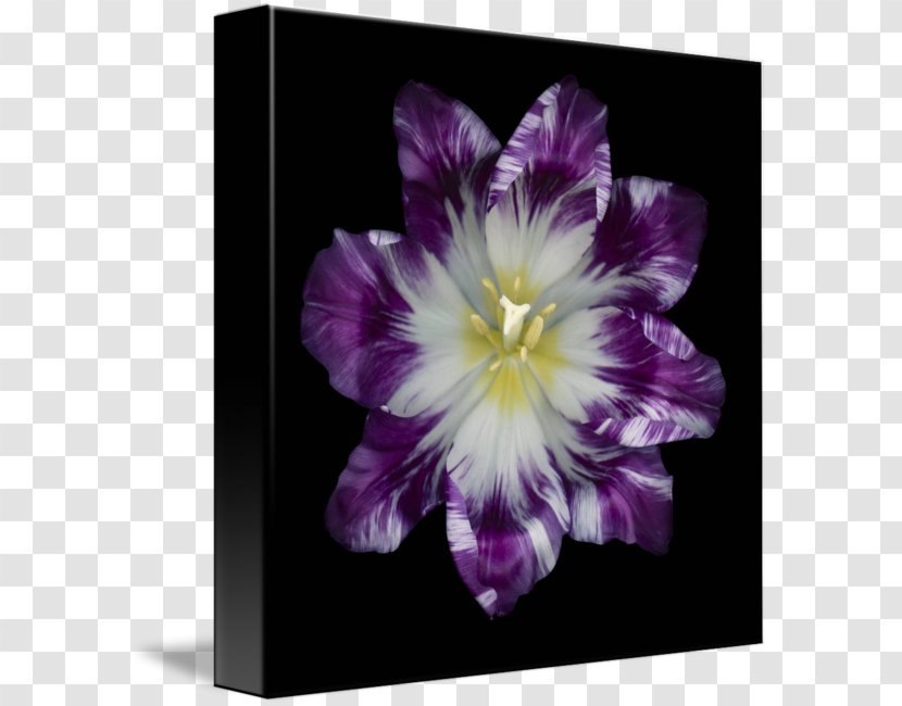 Black And White Violet Purple - Petal Transparent PNG