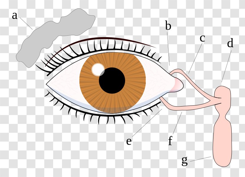 Eyelid Lacrimal Canaliculi Tears Nasolacrimal Duct - Silhouette Transparent PNG