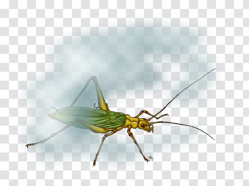 Grasshopper Locust Art Insect Wing Cricket Wireless - Horse - Like Transparent PNG