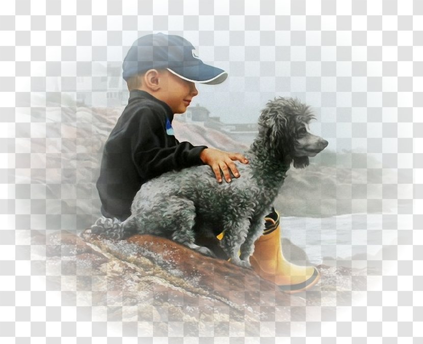 Standard Poodle Spanish Water Dog Puppy Breed Transparent PNG