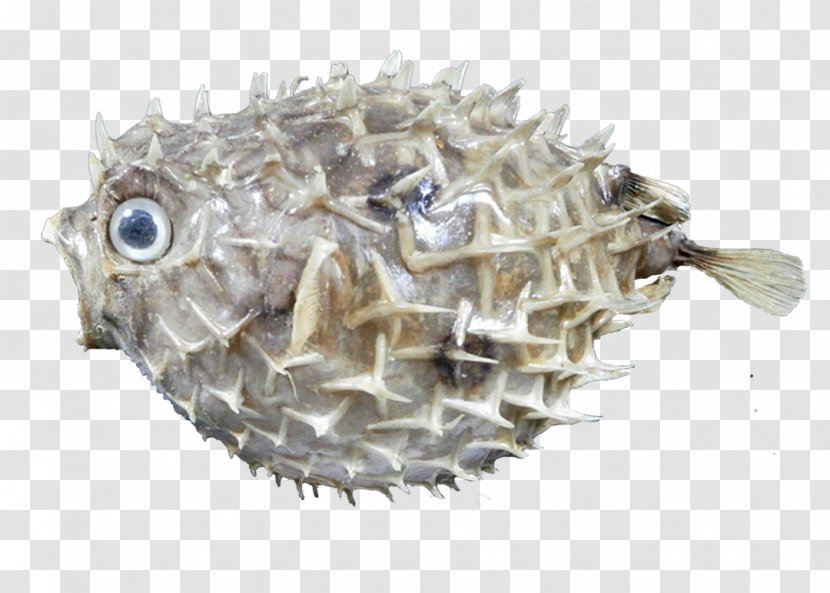 Pufferfish - Fish - Erizo Transparent PNG