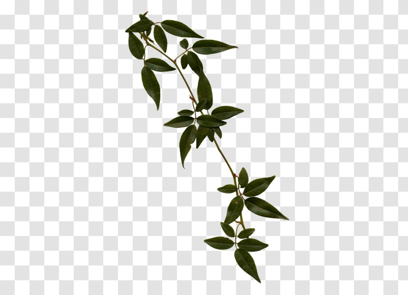 Plant Stem Animaatio Vine - 绿叶 Transparent PNG