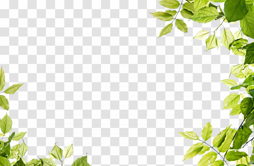 Leaf Clip Art - Plant - Green Leaves Frame Transparent PNG