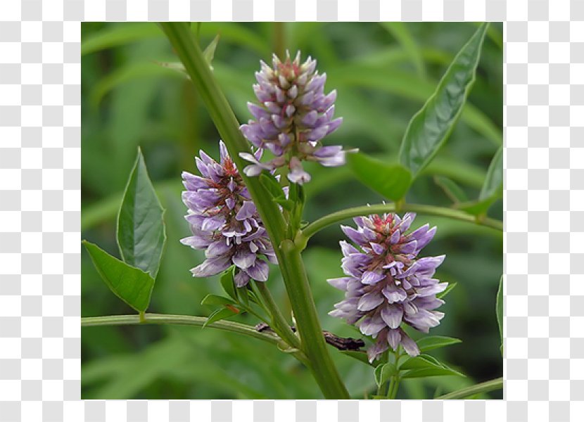 Liquorice Root Extract Herb Glycyrrhiza Inflata - Decoction Transparent PNG