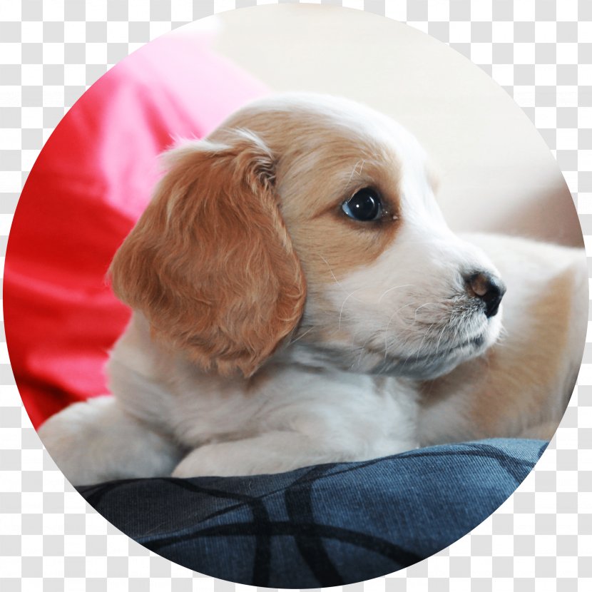 Dog Breed Puppy Beagle English Cocker Spaniel Transparent PNG