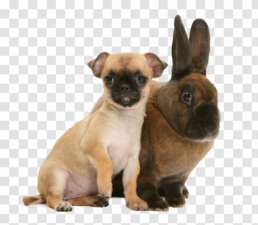 Chihuahua Lionhead Rabbit Netherland Dwarf Puppy Pet - Snout - Rabbits And Dogs Transparent PNG