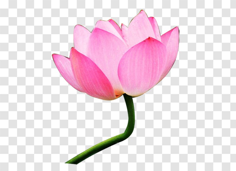 Lily Flower Cartoon - Lotus Family - Cut Flowers Transparent PNG