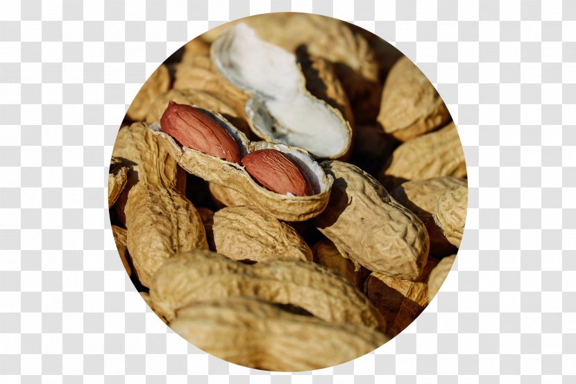 Peanut Allergy Food Butter - Immunotherapy Transparent PNG