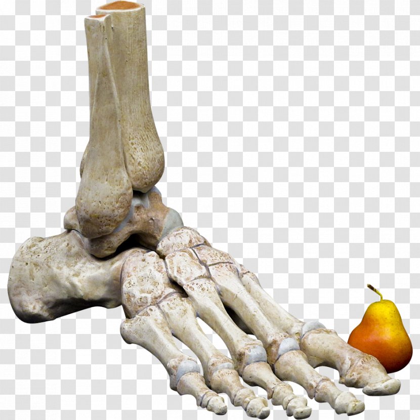 Human Skeleton Bone Foot Anatomy Body Transparent PNG