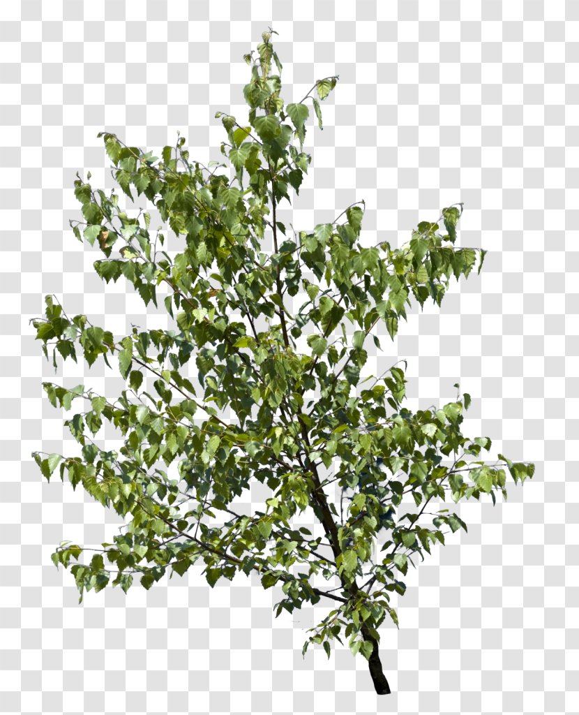 Twig Branch Leaf Tree Bark - English Oak - Green Branches Transparent PNG