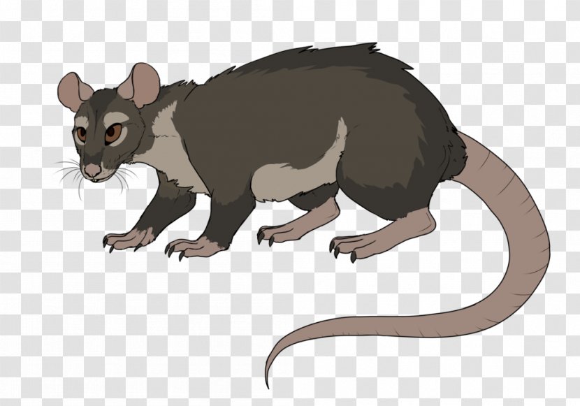 Mouse Common Opossum Rat Rodent Mammal - Cat Like - & Transparent PNG