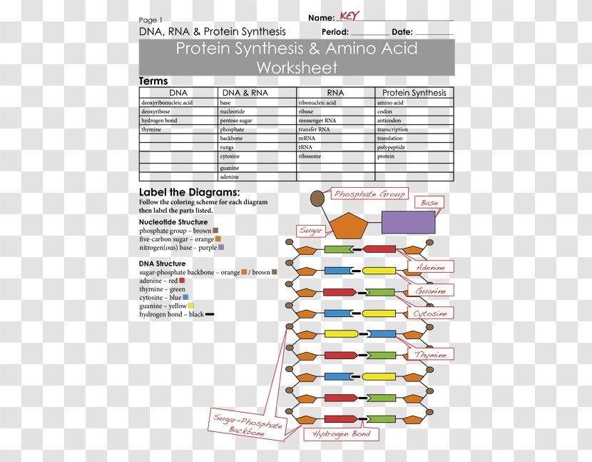 Messenger RNA Protein Biosynthesis Amino Acid Worksheet - Area Transparent PNG