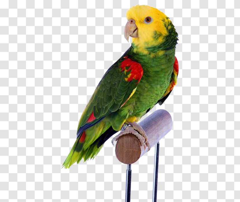 Bird Parrot Cockatiel Dog Budgerigar - Companion - Yellow Head Green Transparent PNG